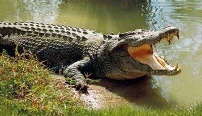 Gujrath Man risks his life to 'assure safety' to crocodile booked