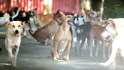 Rabies is killing over 5,700 Indians every year, three out of four animal bites are of dogs