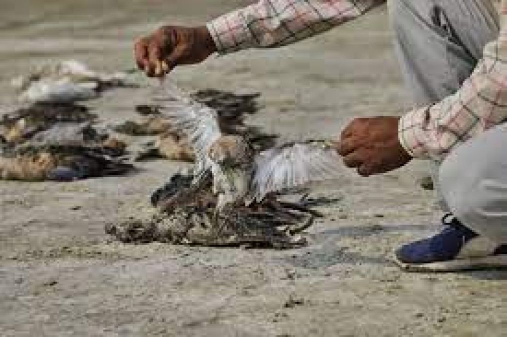 Tripura: Carcasses of hundreds of migratory birds found at Udaipur Lake, Poaching Suspected