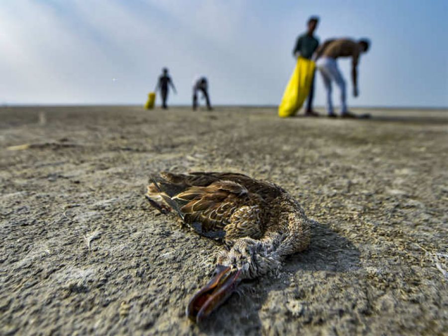 त्रिपुरा: उदयपुर झील में मिले सैकड़ों प्रवासी पक्षियों के शव, अवैध शिकार की आशंका