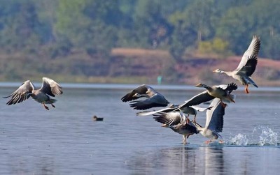 ओडिशा वन विभाग प्रवासी पक्षियों के शवों को संरक्षित करने की बना रहा है योजना
