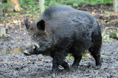 Sarpanchs are given full rights to shoot wild pigs