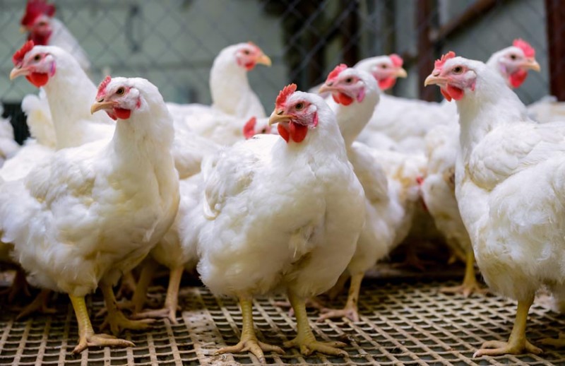 Punjab's poultry farms free from bird flu: Animal Husbandry Minister