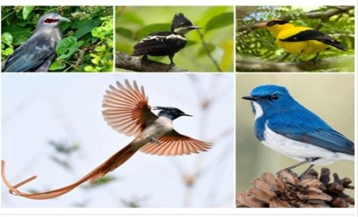 Chhattisgarh gears up for its first-ever bird Fest from Jan 31 to Feb 2