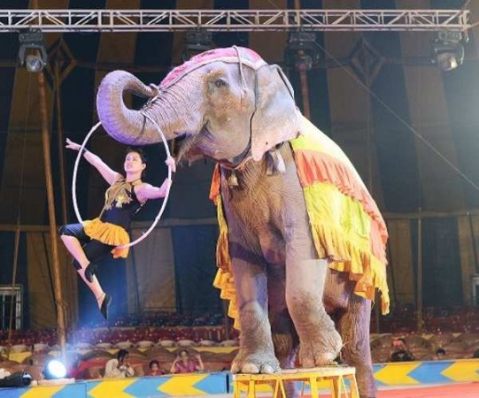AWBI writes Bengal govt about rehabilitating circus animals