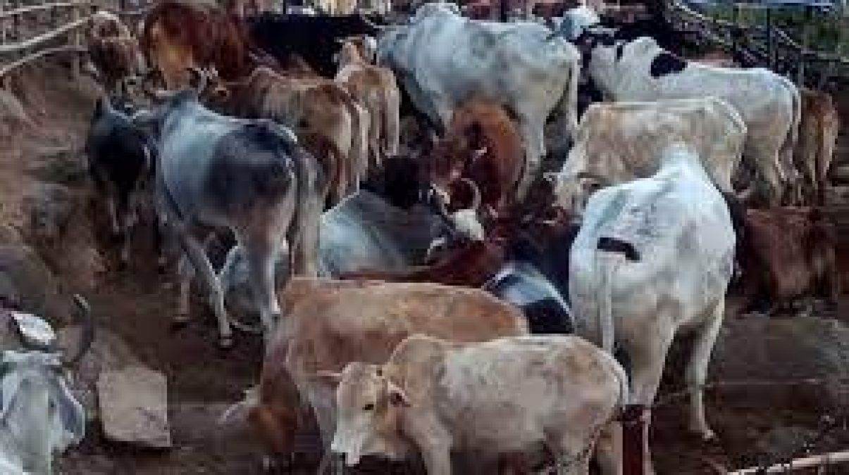 Darrang police seized two trucks loaded with cattle heads