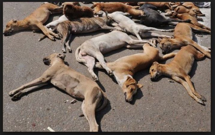 Terrifying killing in Hyderabad, killed 35 dogs in the past 10 days