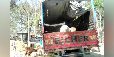 Darrang police seized two trucks loaded with cattle heads