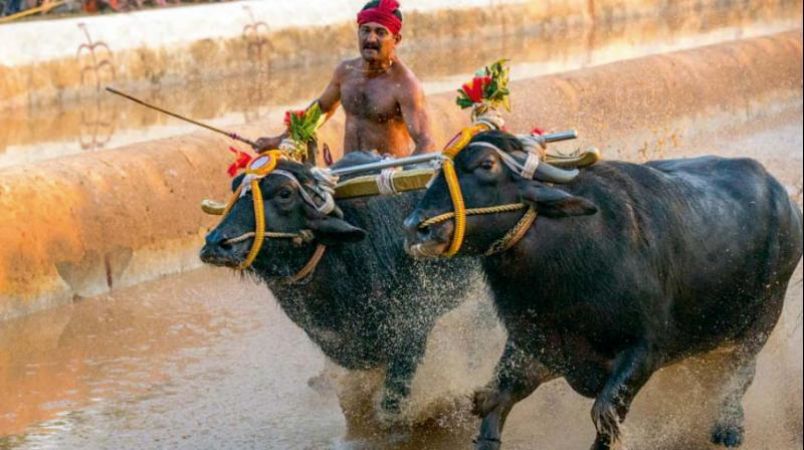 Bull sport Kambala gets legal in Karnataka