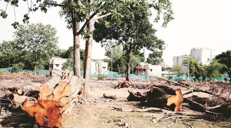 HC questions from Delhi Government: How can plants replace the trees?