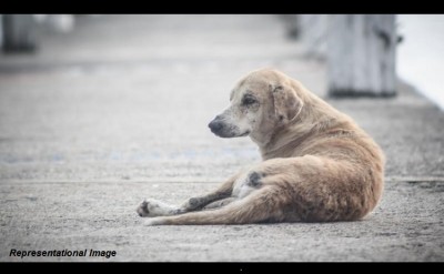 Mangaluru Animal Cruelty: Miscreant Kills Stray Dog With Air Gun