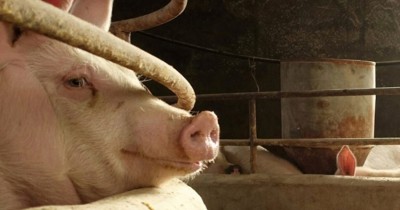 African Swine Fever Outbreak Hits Kerala's Thrissur District, Culling Ordered