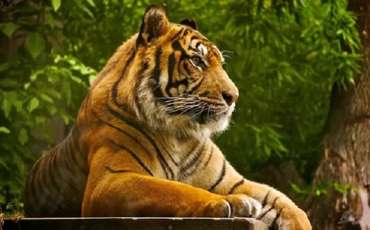 This Day That Year: India Accepts the Royal Bengal Tiger as its National Animal