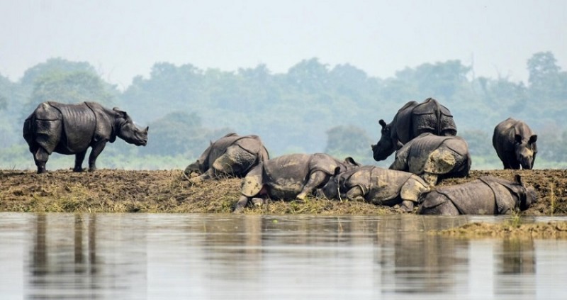 Assam Floods:  Over 130 wild animals in Kaziranga National Park, Rescue Efforts Underway