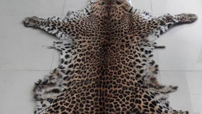 Leopard and a tiger skin seized in Odisha’s Kalahandi district