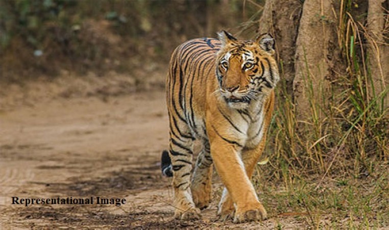 Tiger attack in Uttar Pradesh’s Pilibhit village, 2 killed, 1 injured