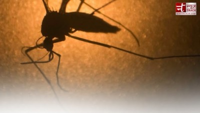 Know what is deadly 'Zika virus', its symptoms, and prevention