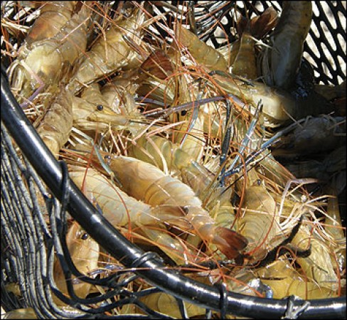 Investment has increased to `80,000 over the years, affect prawn cultivation