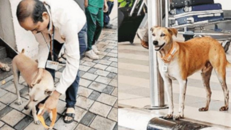 Stray Dogs at Mumbai Airport Receive Unique 'Aadhaar' Cards for Identification