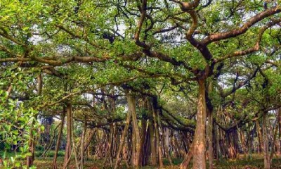 UP Yogi-Govt to beautify 948 heritage trees in state