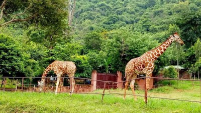 Easing Curbs: Zoo Reopens at Visakhapatnam for Public from Tuesday