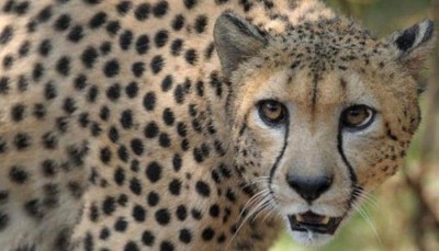 India inks MoU with Namibia for reintroduction of cheetahs