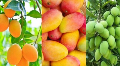 World's Costliest Mangoes: A Delectable Delicacy on National Mango Day