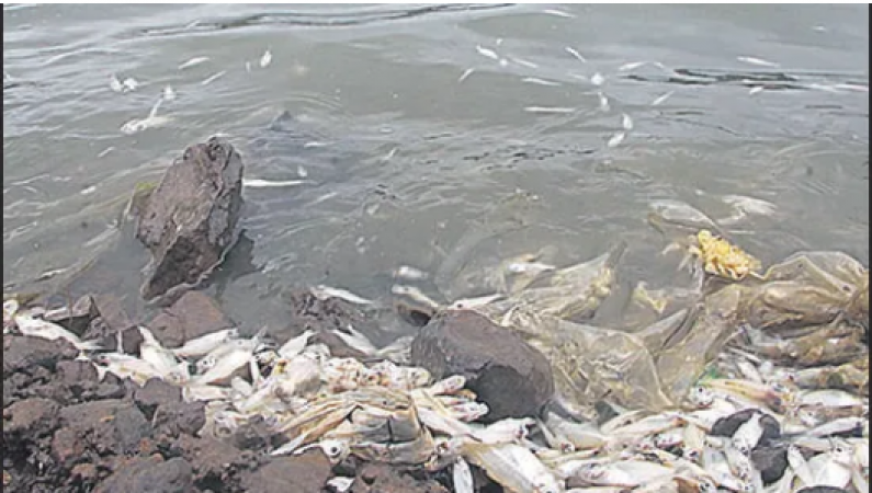 Pune: Thousands Of Fish Floating Over Jhambhulwadi Lake Due To Oxygen Drop