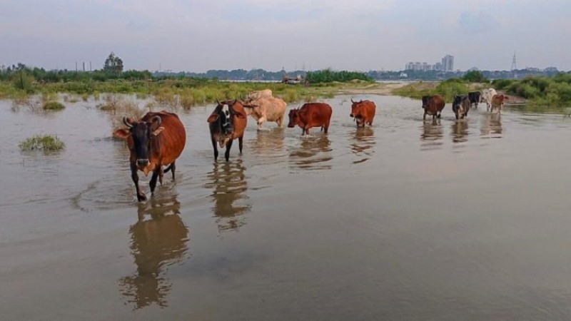 Ganga flows above danger mark, Kanpur Villages Inundated