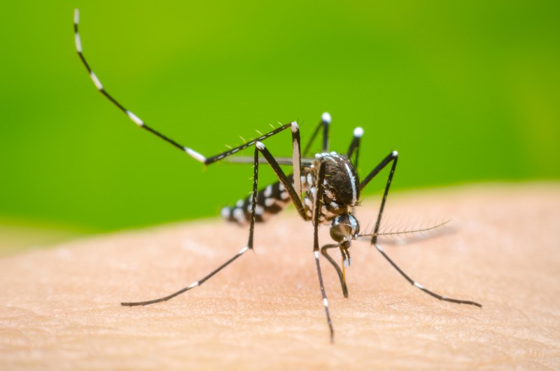 Dengue Prevention: Safeguarding Against the Rising Cases in West Bengal