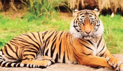 UP: Amangarh Tiger Reserve is now open for visitors