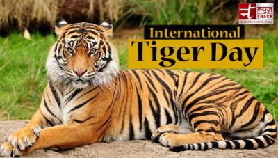 International Tiger Day: Only this many tigers are left in India, know interesting facts about National Animal