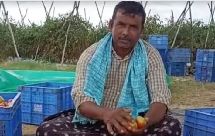 Farmer Couple Rakes in Rs 3 Crore Selling Tomatoes Amid Soaring Prices