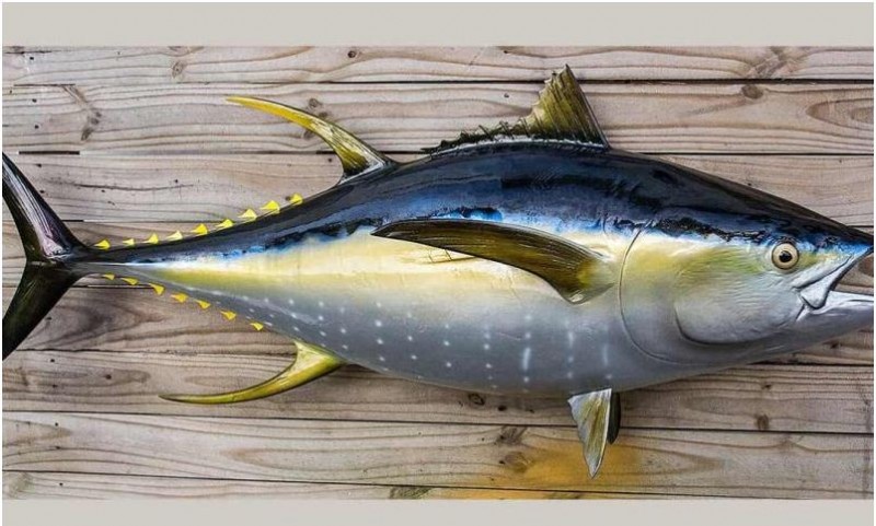 लक्ष्मीदीप प्रशासन ने जापान को प्रीमियम टूना मछली का निर्यात शुरू करने की दी मंज़ूरी
