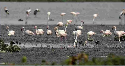 New Ramsar Sites: Bihar's Nagi and Nakti Bird Sanctuaries Recognized Internationally