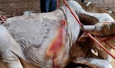 Horrific Cow Slashing Incident Unfolds in Ismailpur Village, Sparking Outcry