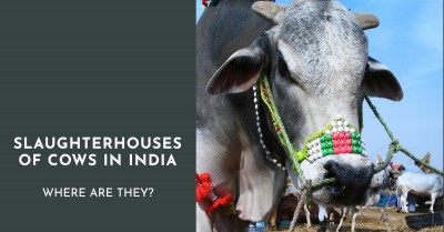 Know all Places in Which Slaughterhouses of Cows Exist in India