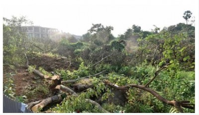 Kerala Government demands CBI probe into tree-felling case