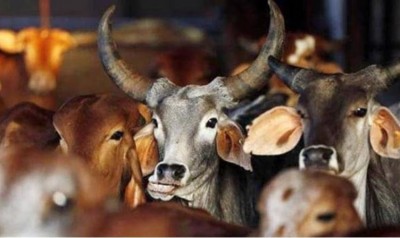 Assam Govt Procures 1.16-La of Sexed Sorted Semen to Enhance Female Calf Population