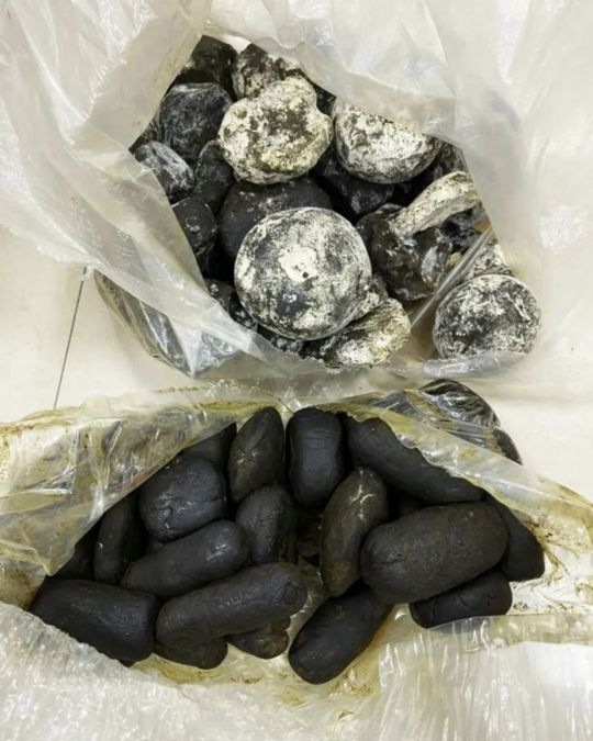 NCB arrests accused, seizes 17.3 kg of Hashish and Rs 4.40 lakh cash