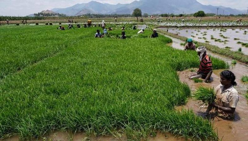 Kuruvai cultivation: Tamil Nadu CM MK Stalin announces Rs.61-Cr package for delta farmers
