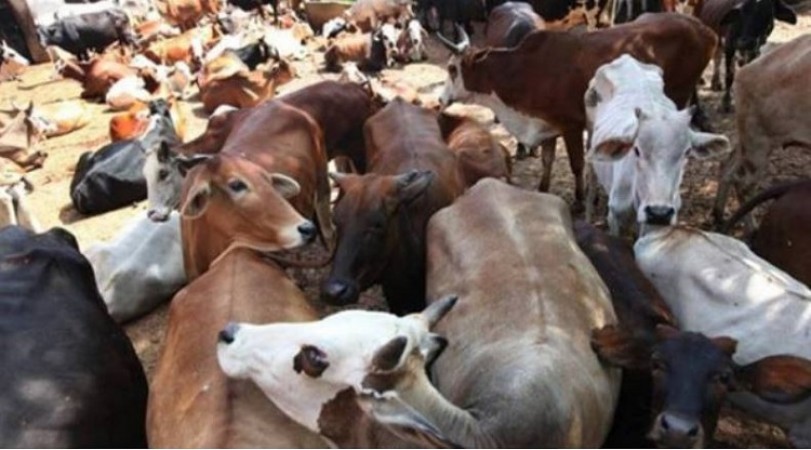 Sambhajinagar Animal Rights Activists Oppose 2023 Livestock Bill