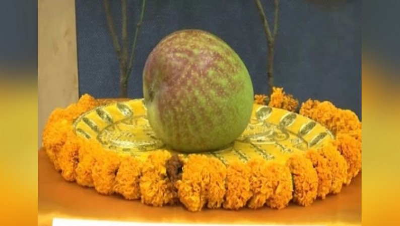 Raipur Mango Festival Showcases Miyazaki: World's Costliest Mango