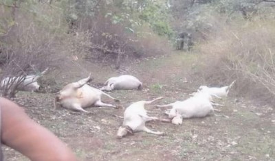 Dozens of Cow Carcasses Found in Seoni; Police Detain Seven Suspects, Including Shadab and Wahid