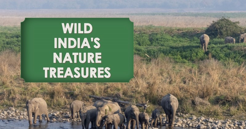 Wild India's Nature Treasures: Exploring Wildlife and National Parks