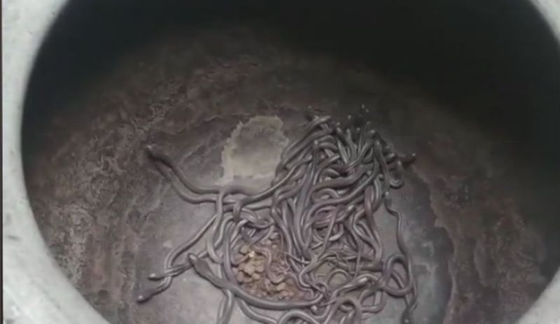 100 baby cobras, 21 eggs two adult cobras rescued by forest officials in Odisha
