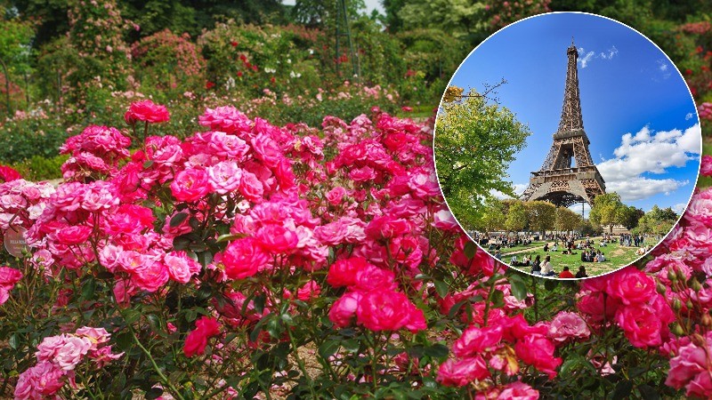 Roses of Guna to bloom in Paris, London markets