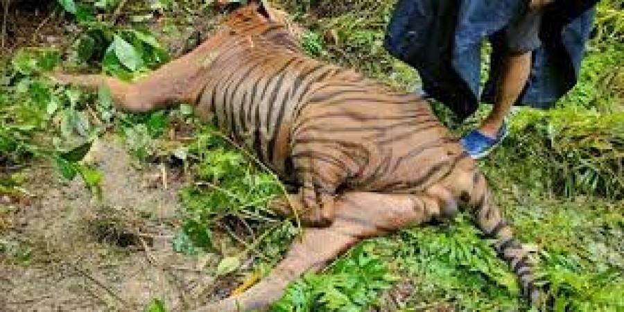 Assam: Forest department launches an investigation after finding a dead tiger in Kaziranga