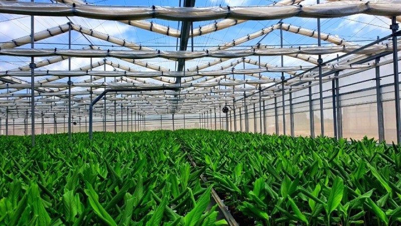 Hyderabad: Agri-startup using modern technology  for pesticide-free veggies
