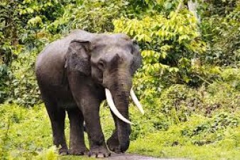 Tamilnadu Elephant thrashed case : Animal sent back to Temple